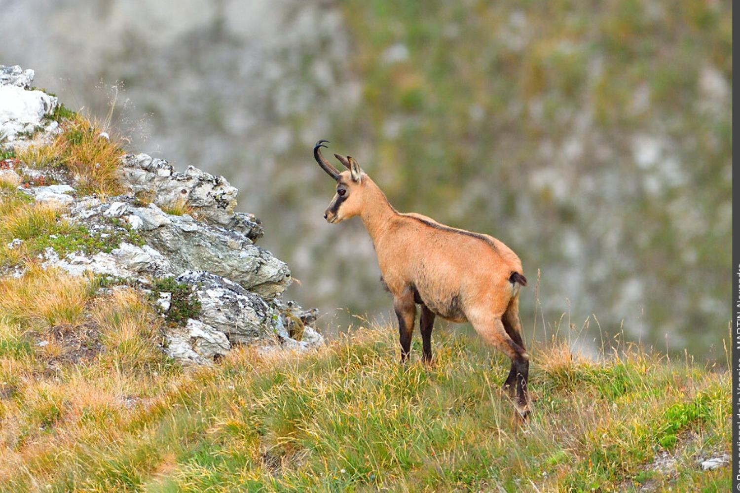 chamois2