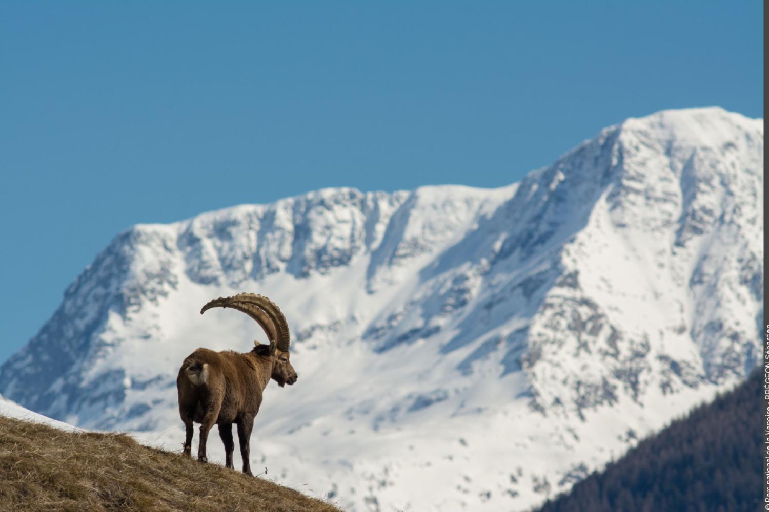 3pnv017603-pn-vanoise-bregeon_sebastien-1200px.jpg