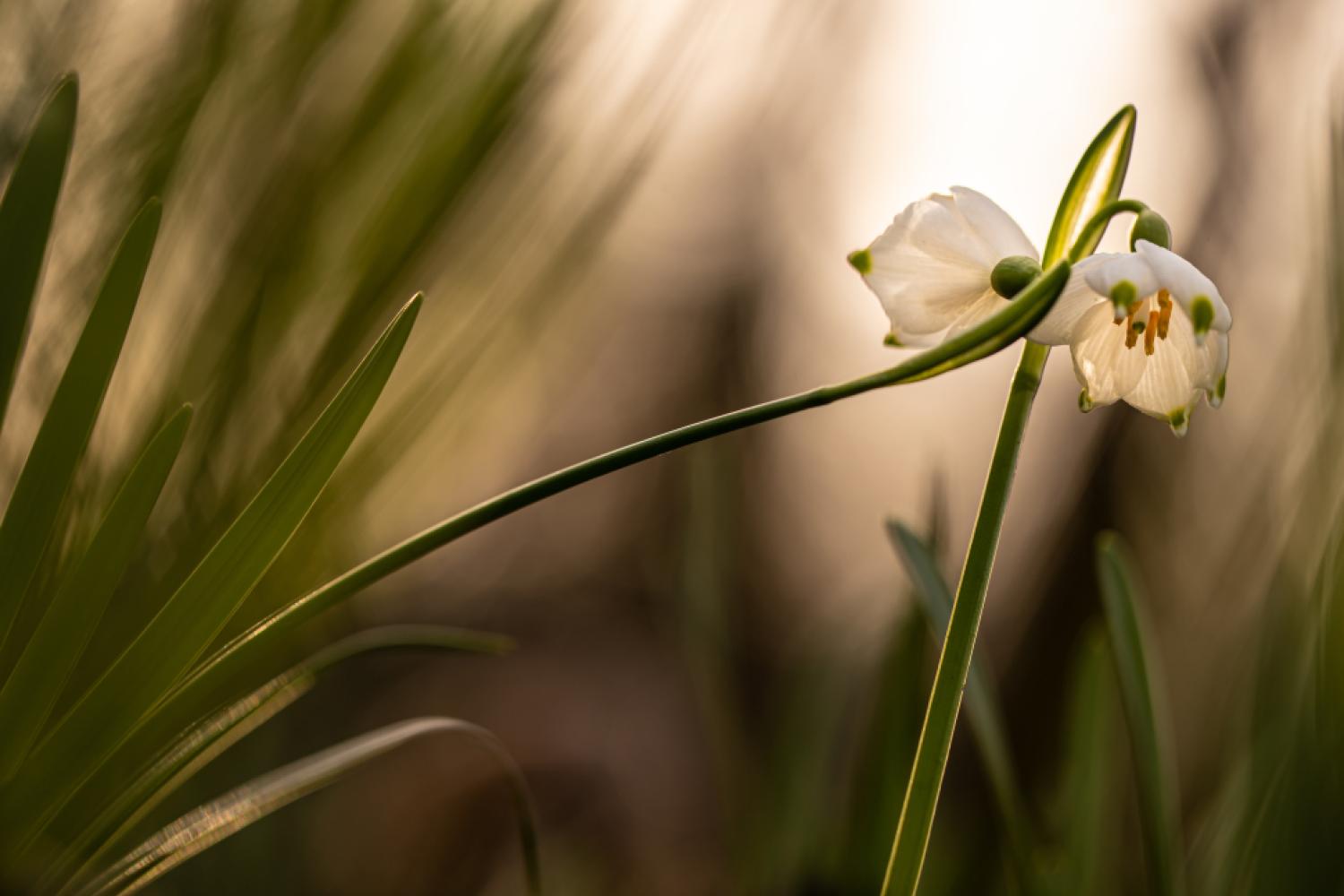 niveoles-de-printemps-sebastien-lamy.jpg