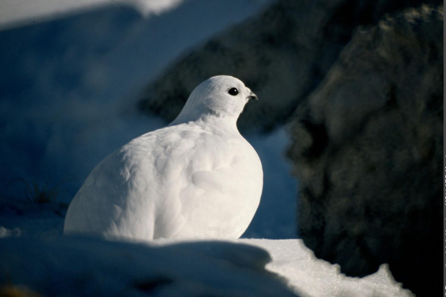 Lagopède alpin, femelle, en plumage d'hiver